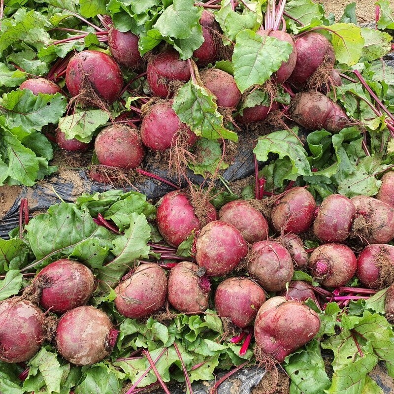 평창몰,유진팜 레드 비트진액 비트즙 비트 주스 쥬스 70ml X 30개입 [원산지:국산(강원도 평창군)]